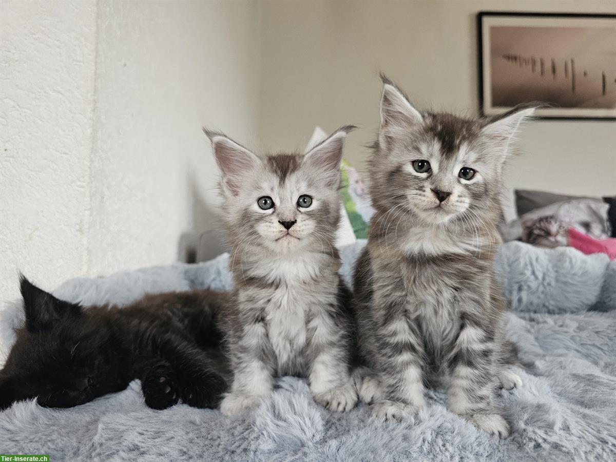 Bezaubernde Maine Coon Kitten suchen ein Zuhause