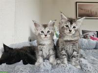 Bezaubernde Maine Coon Kitten suchen ein Zuhause