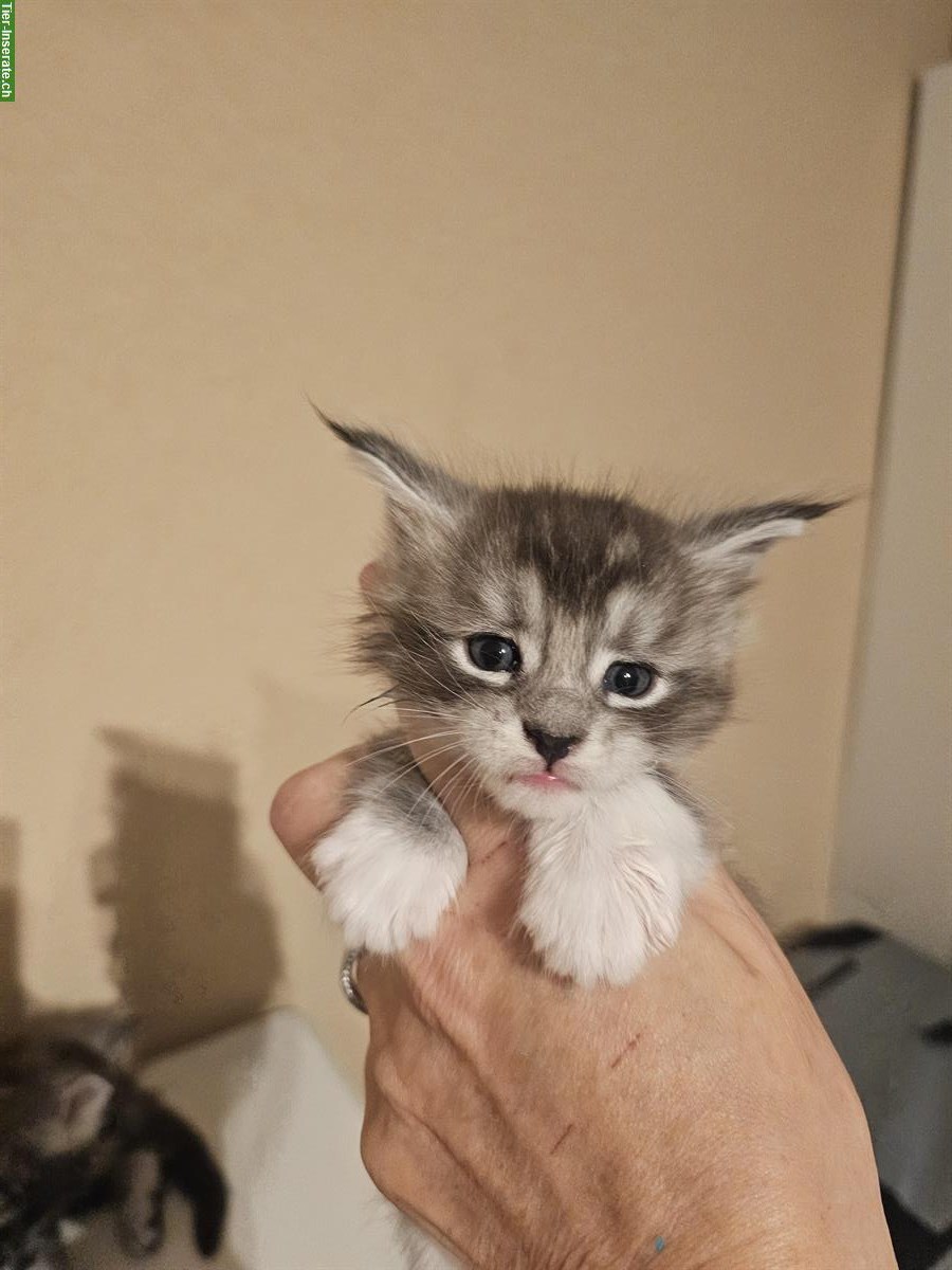 Bild 2: Bezaubernde Maine Coon Kitten suchen ein Zuhause