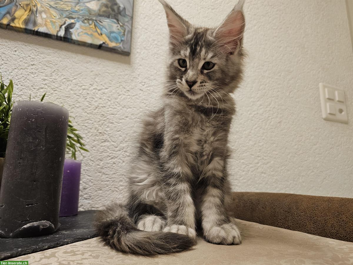 Bild 3: Bezaubernde Maine Coon Kitten suchen ein Zuhause