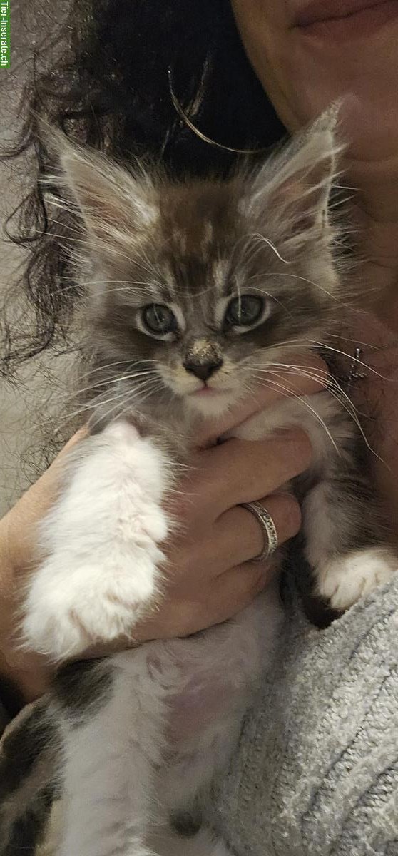 Bild 4: Bezaubernde Maine Coon Kitten suchen ein Zuhause