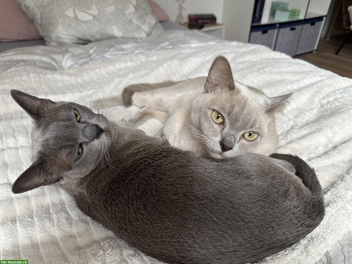 2 junge Burma Kater suchen ein Zuhause
