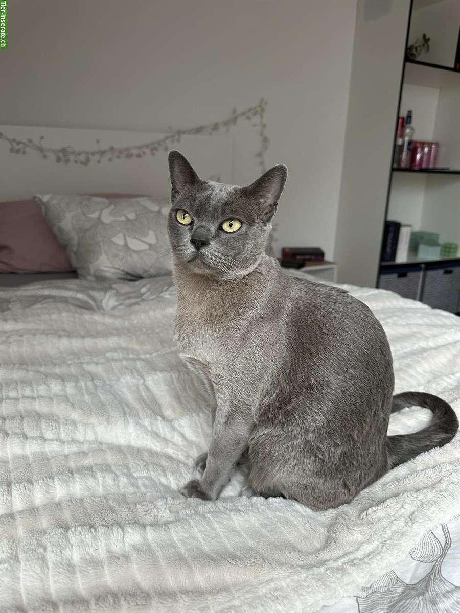 Bild 3: 2 junge Burma Kater suchen ein Zuhause