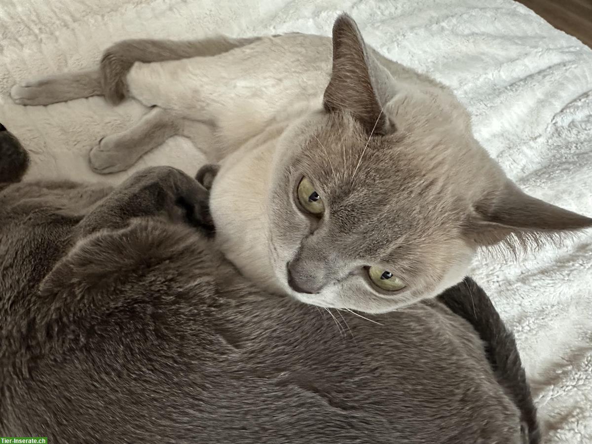 Bild 4: 2 junge Burma Kater suchen ein Zuhause