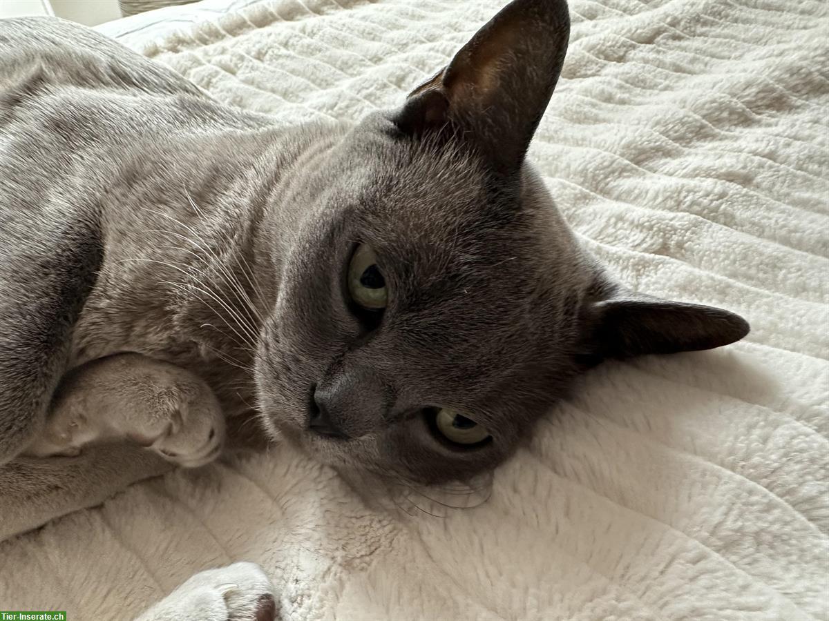 Bild 5: 2 junge Burma Kater suchen ein Zuhause