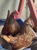Sebright Zwerghühner zu verkaufen, Hahn + 2 Hennen