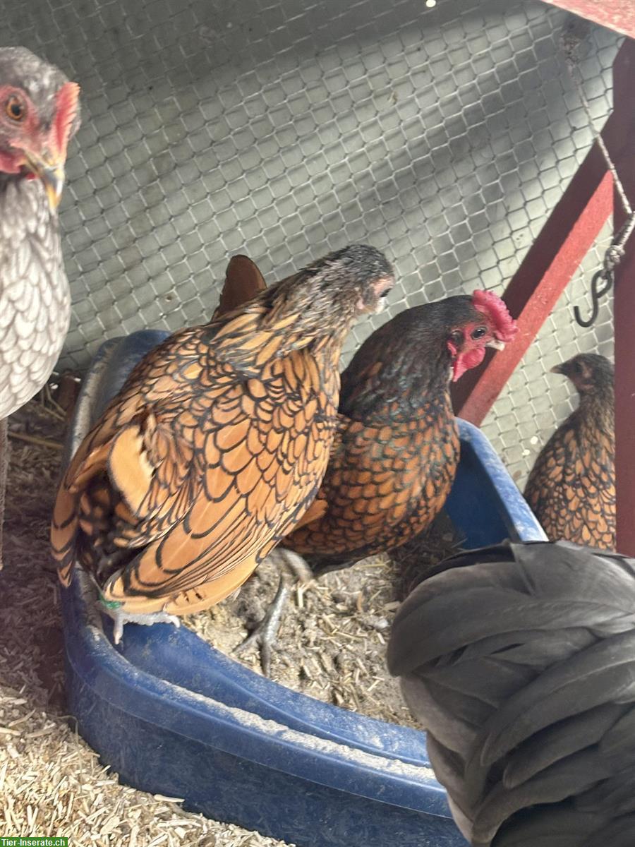 Bild 2: Sebright Zwerghühner zu verkaufen, Hahn + 2 Hennen