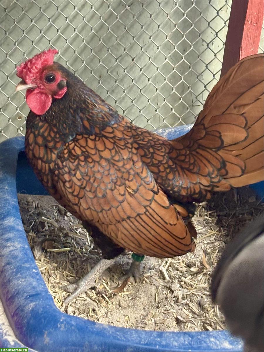 Bild 3: Sebright Zwerghühner zu verkaufen, Hahn + 2 Hennen