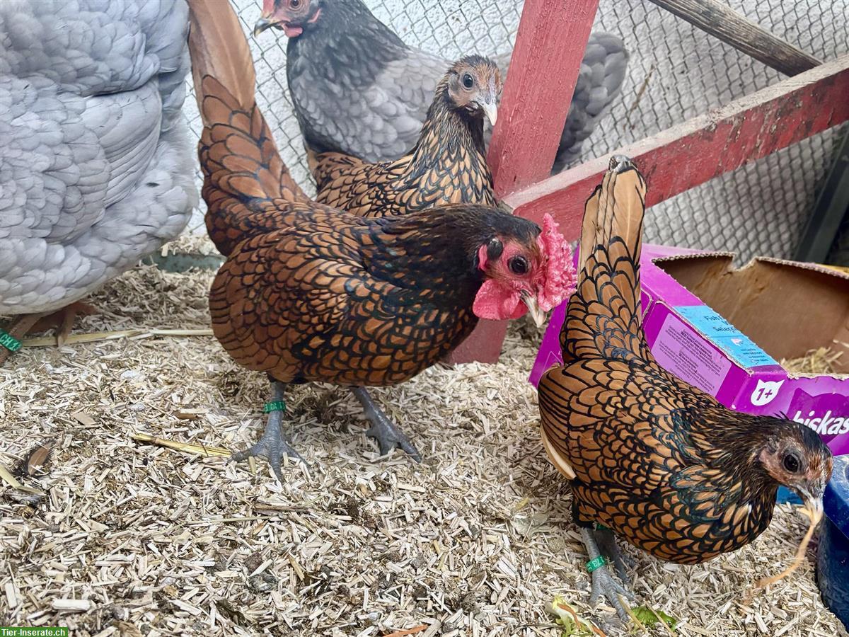 Bild 5: Sebright Zwerghühner zu verkaufen, Hahn + 2 Hennen
