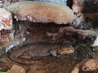 Bartagame Bock gratis abzugeben