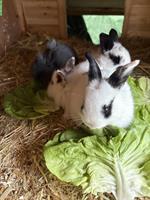 Junge Löwenkopf Zwergkaninchen suchen neues Zuhause