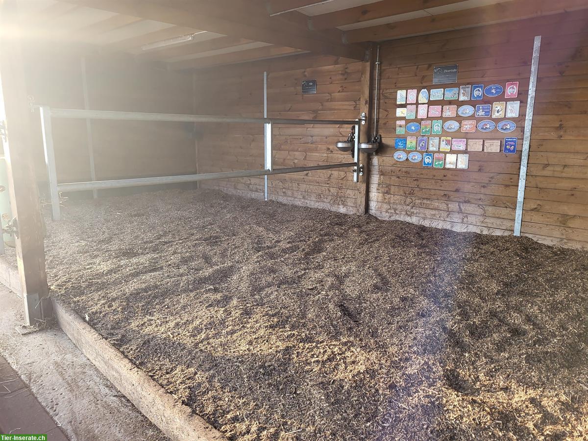 Freie Auslaufboxen im Sarganserland, mit Sandplatz & Roundpen