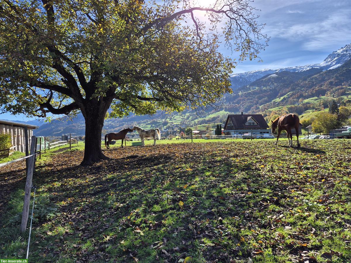 Bild 2: Freie Auslaufboxen im Sarganserland, mit Sandplatz & Roundpen