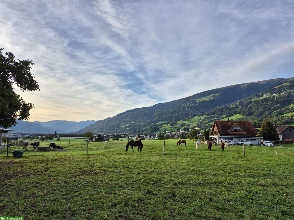 Bild 3: Freie Auslaufboxen im Sarganserland, mit Sandplatz & Roundpen