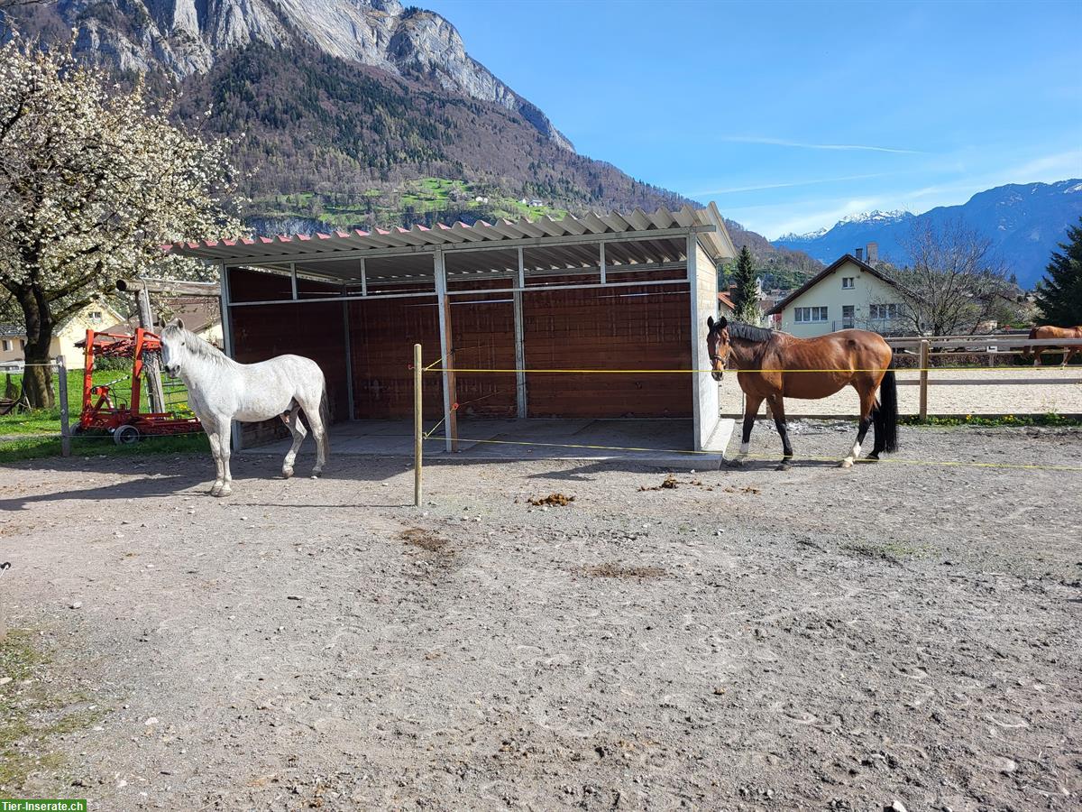 Bild 6: Freie Auslaufboxen im Sarganserland, mit Sandplatz & Roundpen