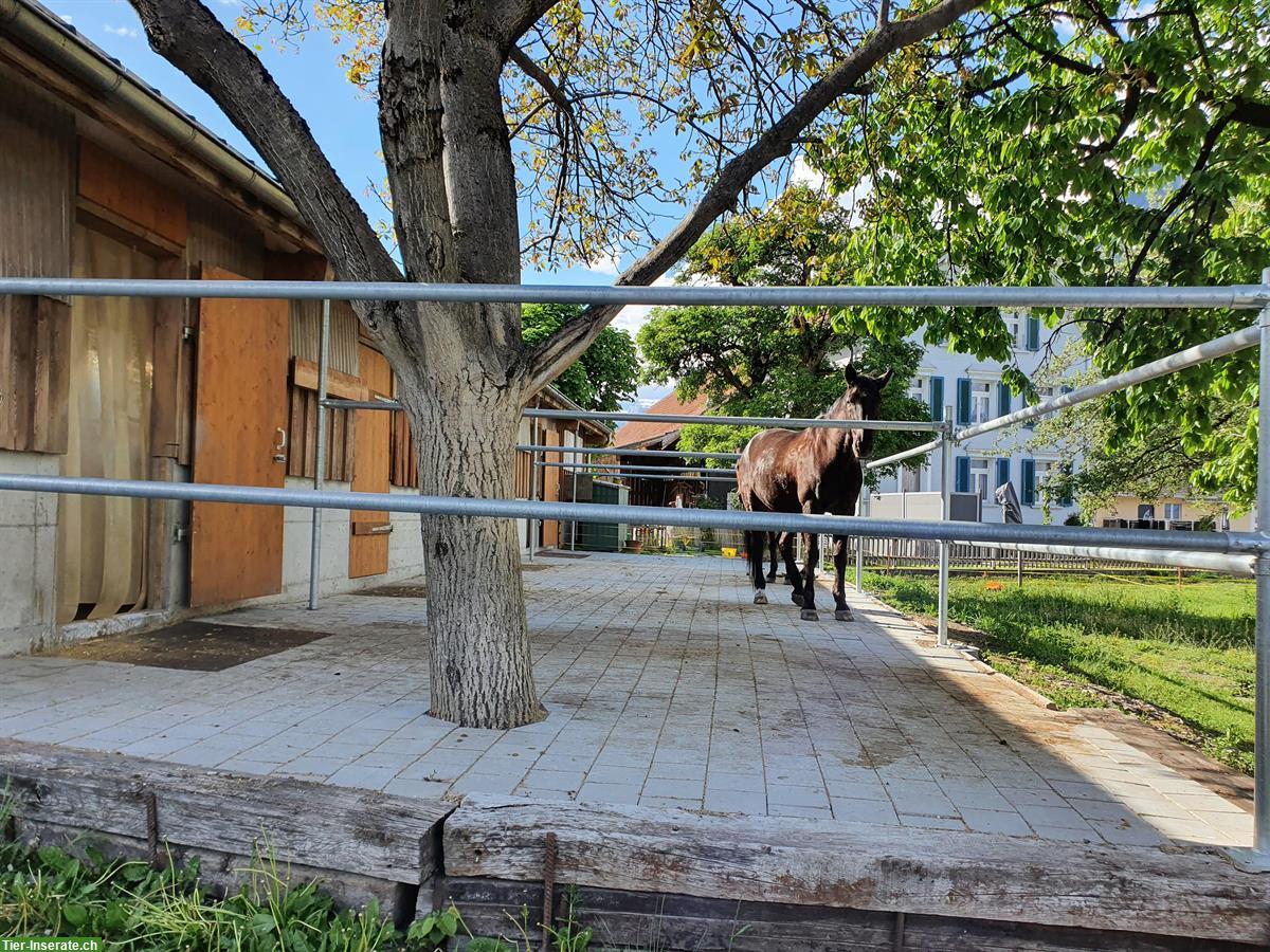 Bild 7: Freie Auslaufboxen im Sarganserland, mit Sandplatz & Roundpen