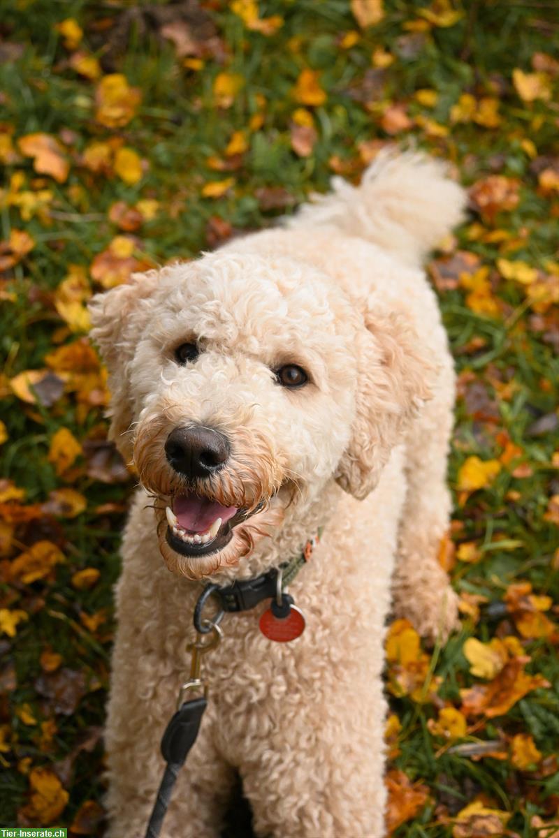 Labradoodle Rüde Elmo sucht ein neues Zuhause