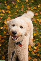 Labradoodle Rüde Elmo sucht ein neues Zuhause