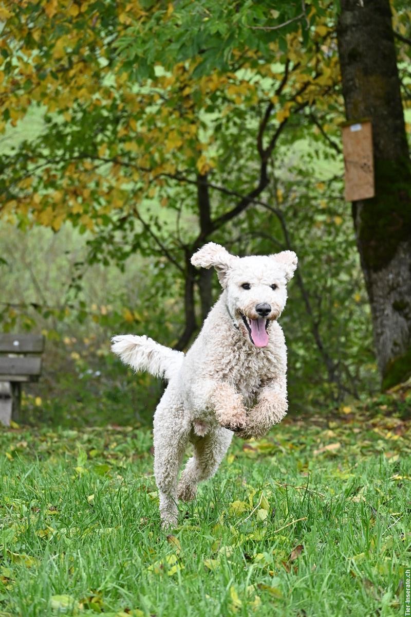 Bild 2: Labradoodle Rüde Elmo sucht ein neues Zuhause