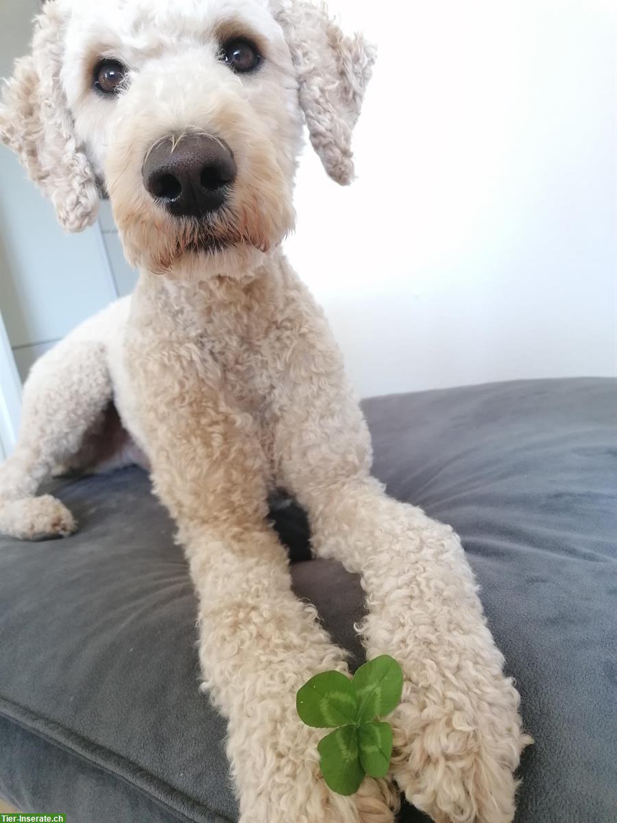Bild 3: Labradoodle Rüde Elmo sucht ein neues Zuhause