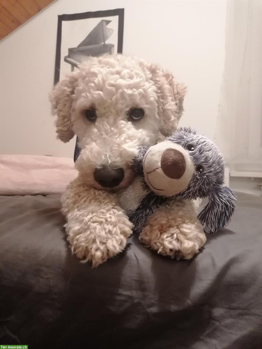 Bild 4: Labradoodle Rüde Elmo sucht ein neues Zuhause