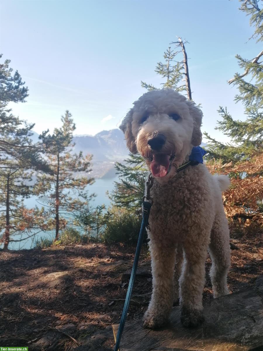 Bild 5: Labradoodle Rüde Elmo sucht ein neues Zuhause