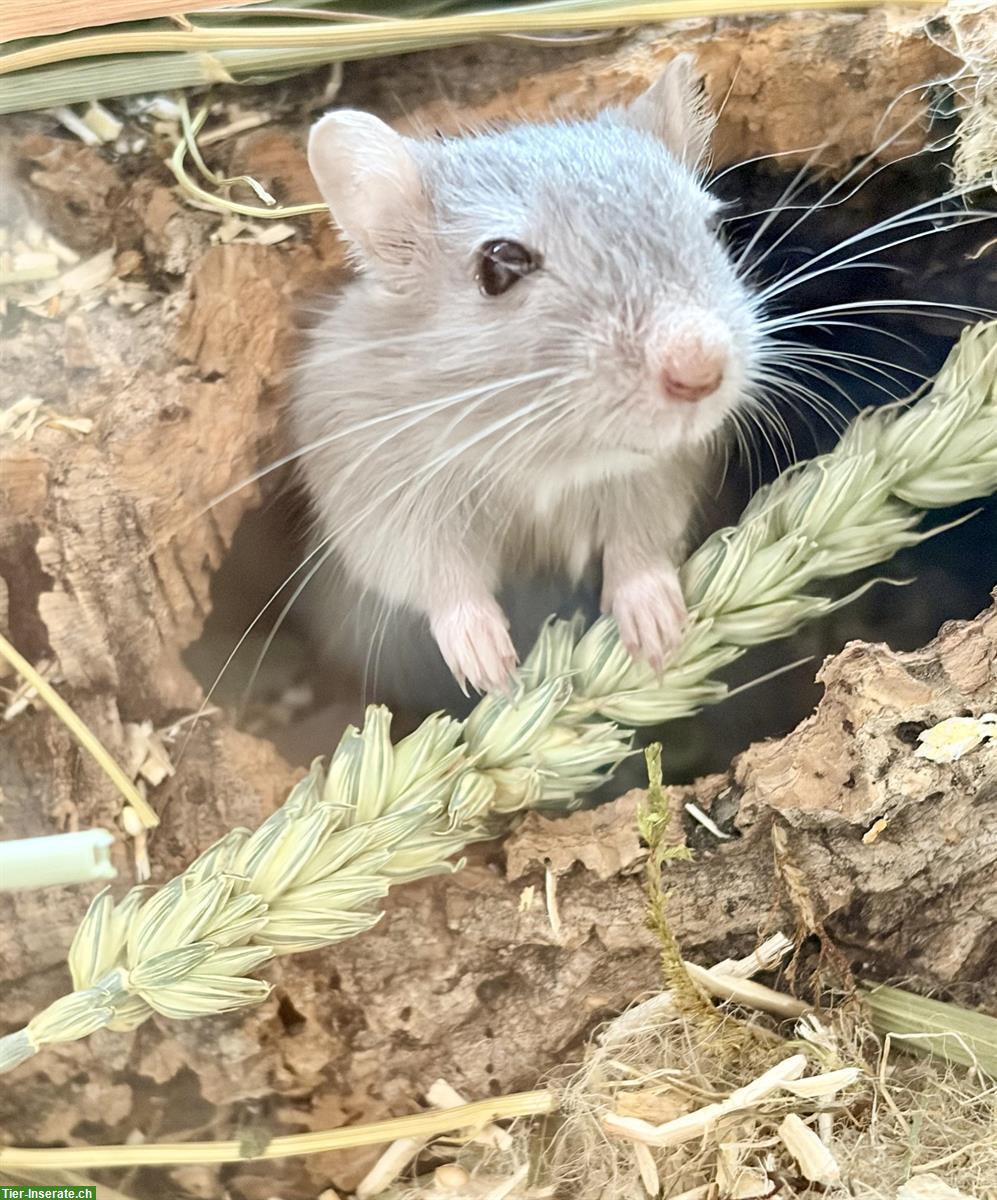 Zu verschenken Rennmäuse an Tierfreund, nicht als Futter!
