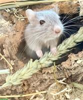 Zu verschenken Rennmäuse an Tierfreund, nicht als Futter!