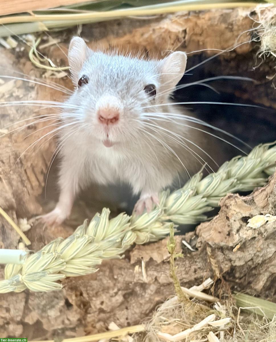 Bild 2: Zu verschenken Rennmäuse an Tierfreund, nicht als Futter!