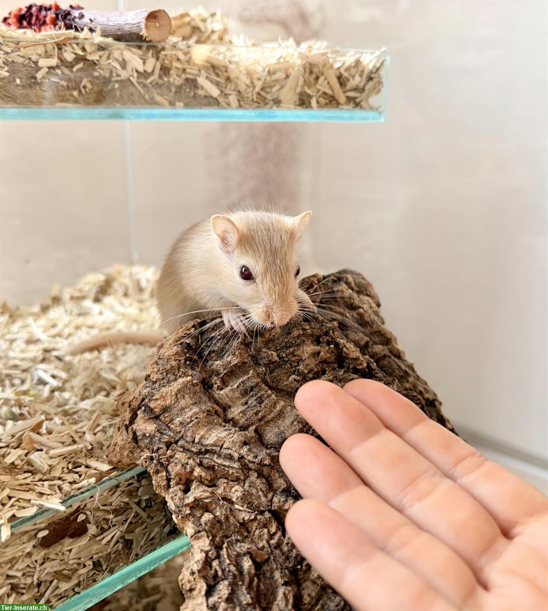 Bild 3: Zu verschenken Rennmäuse an Tierfreund, nicht als Futter!