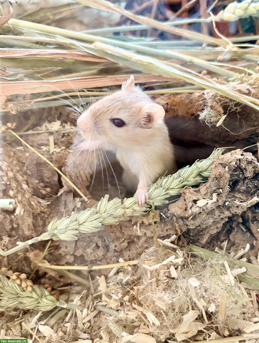 Bild 4: Zu verschenken Rennmäuse an Tierfreund, nicht als Futter!