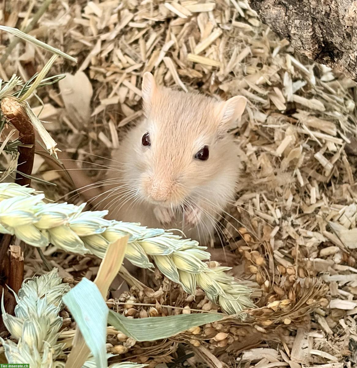 Bild 5: Zu verschenken Rennmäuse an Tierfreund, nicht als Futter!