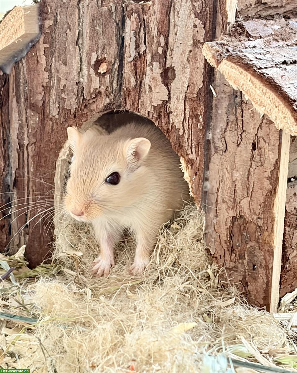 Bild 6: Zu verschenken Rennmäuse an Tierfreund, nicht als Futter!