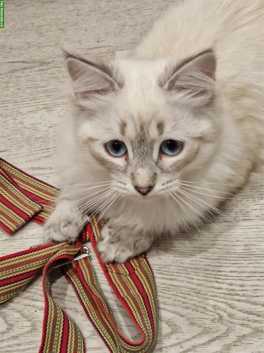 Neva Masquarade Kitten mit Stammbaum, verschmust & sozial