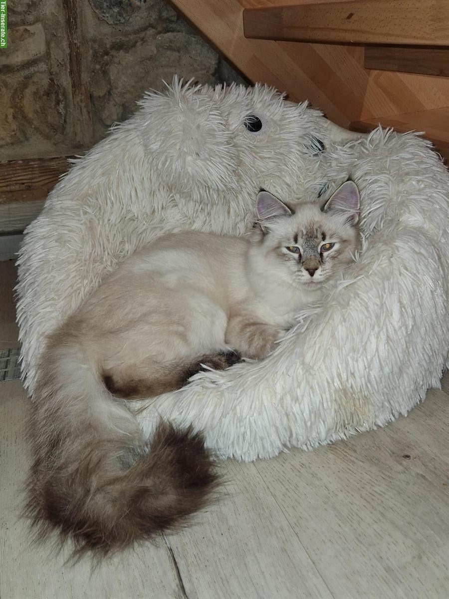 Bild 2: Neva Masquarade Kitten mit Stammbaum, verschmust & sozial