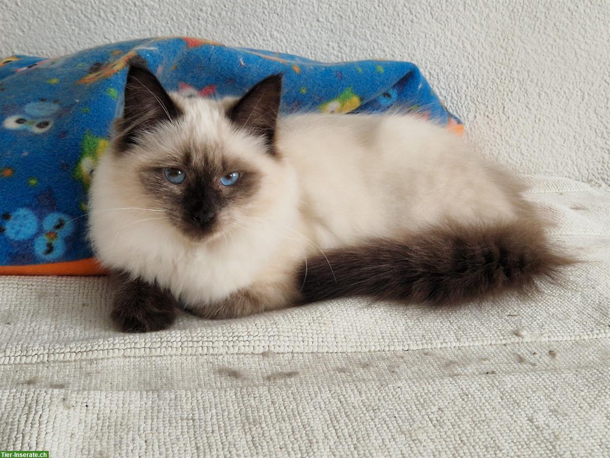 Bild 3: Neva Masquarade Kitten mit Stammbaum, verschmust & sozial