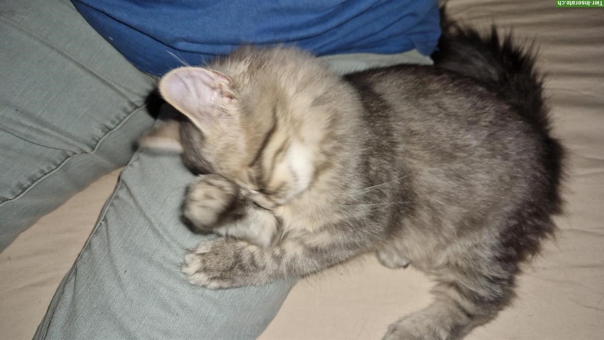 Bild 4: Neva Masquarade Kitten mit Stammbaum, verschmust & sozial