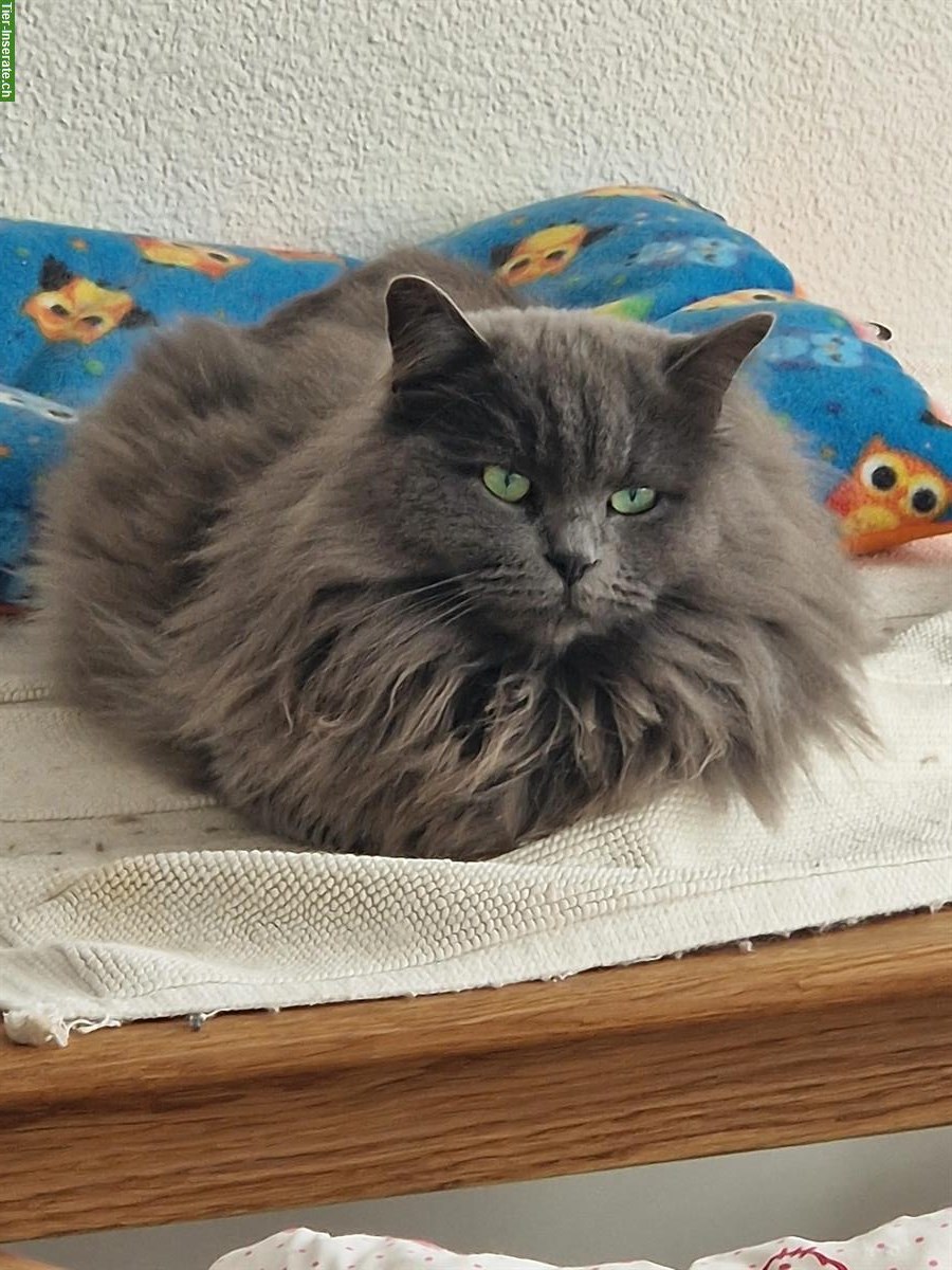 Sibirische Katze Umika sucht ruhiges Zuhause