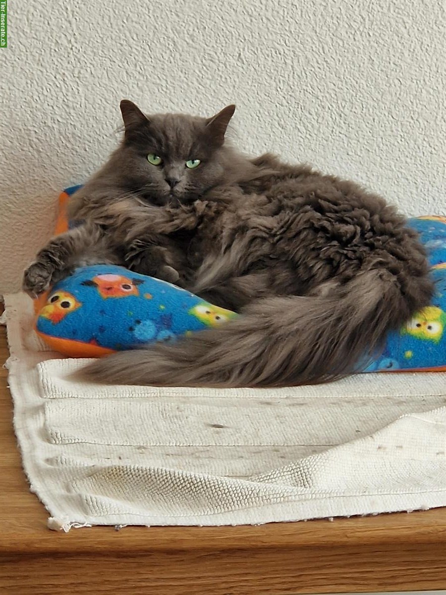 Bild 2: Sibirische Katze Umika sucht ruhiges Zuhause