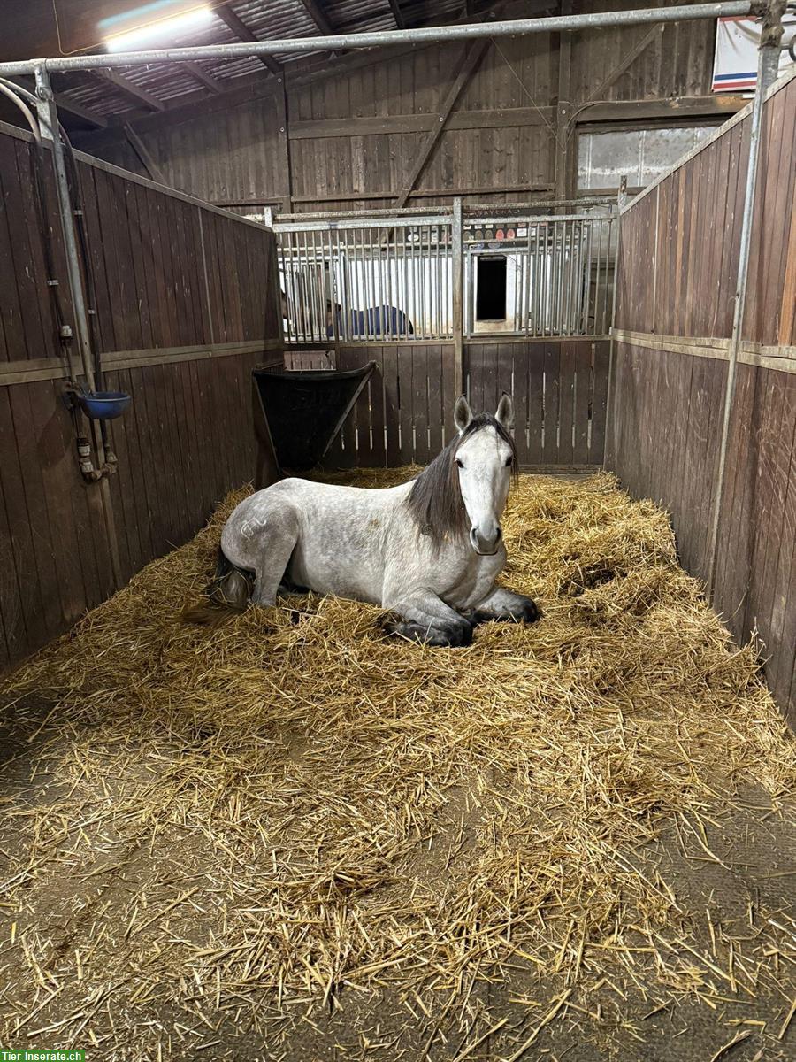 Reitbeteiligung in Thalheim AG für Lusitano Wallach