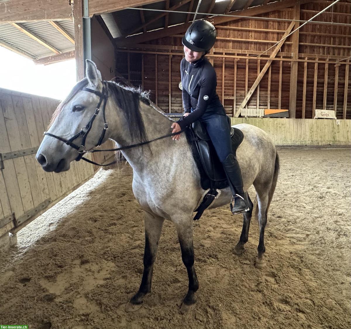 Bild 2: Reitbeteiligung in Thalheim AG für Lusitano Wallach