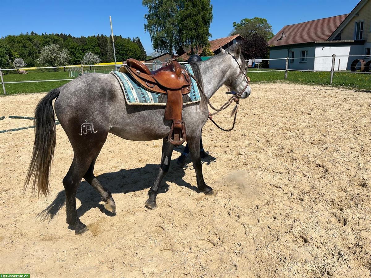 Bild 3: Reitbeteiligung in Thalheim AG für Lusitano Wallach