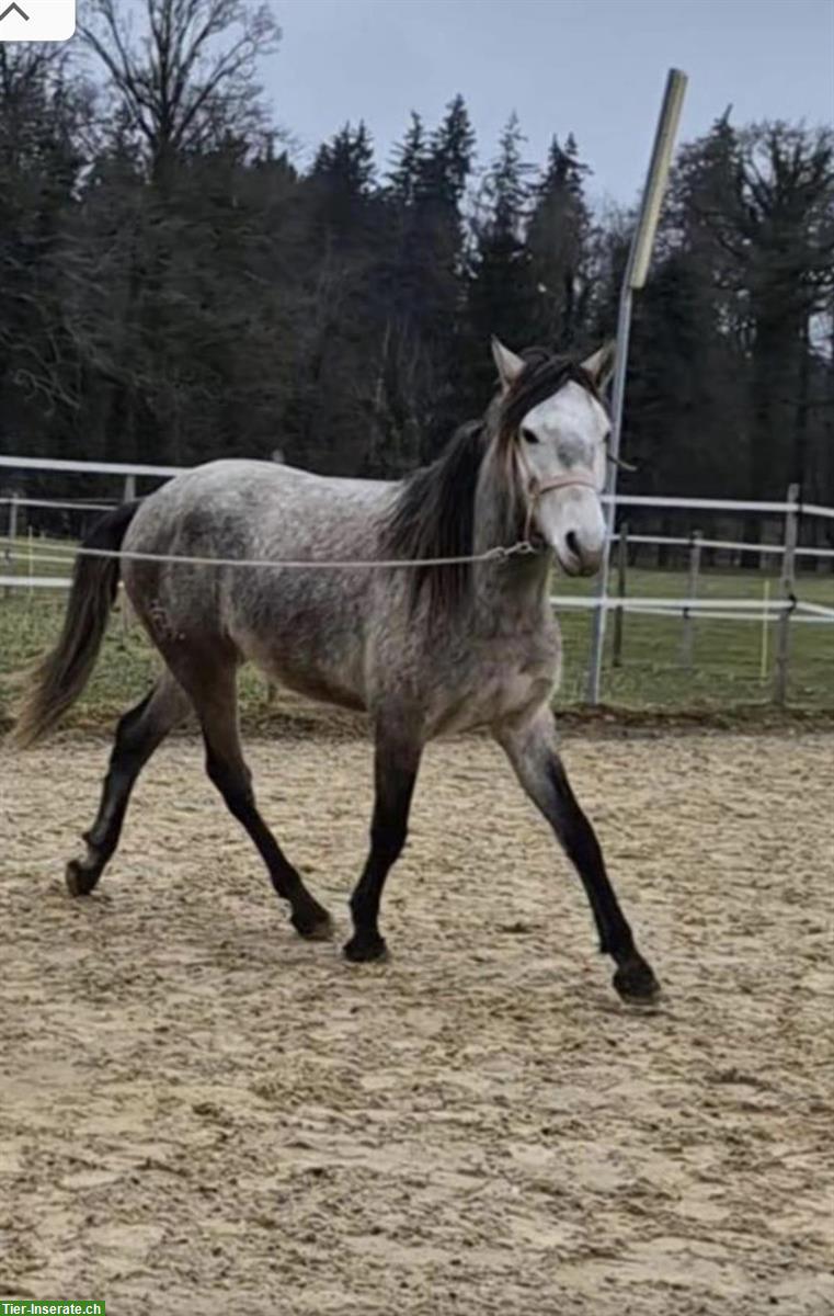 Bild 4: Reitbeteiligung in Thalheim AG für Lusitano Wallach