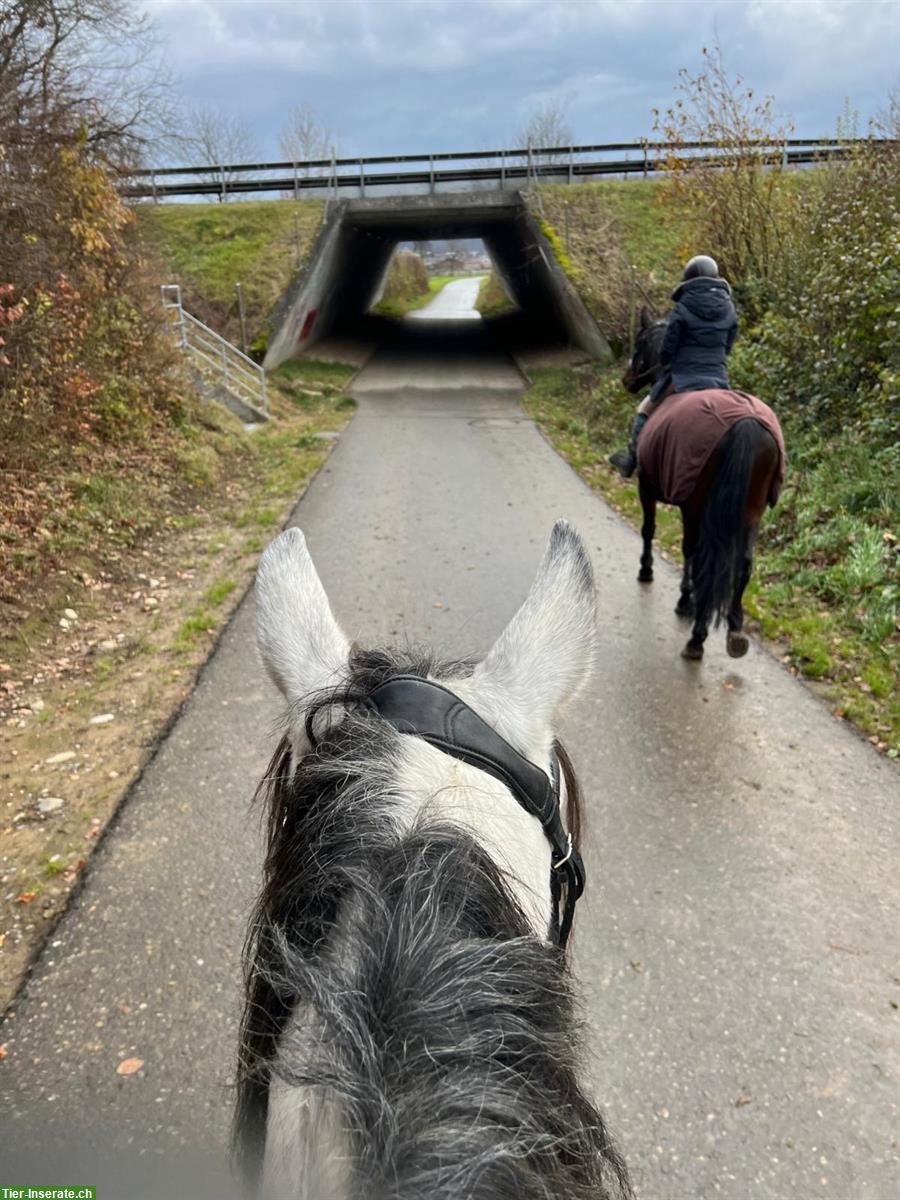 Bild 5: Reitbeteiligung in Thalheim AG für Lusitano Wallach