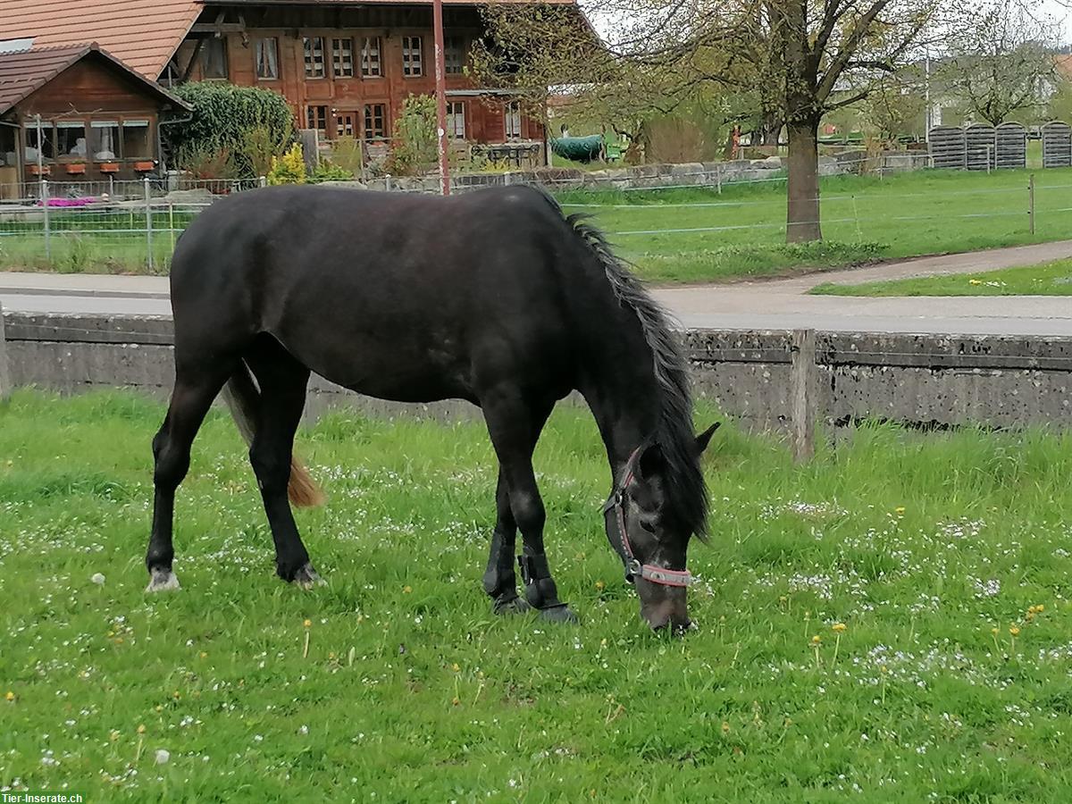 Polnisches Warmblut, 8.5-jährig, sehr liebe Stute als Beistellpferd