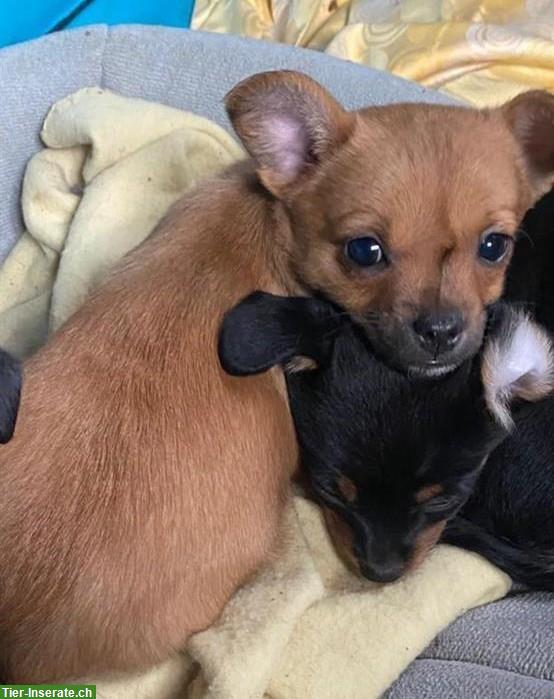 Rehpinscher x Papillon x Pekingnese Mischlingswelpe