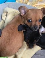 Rehpinscher x Papillon x Pekingnese Mischlingswelpe