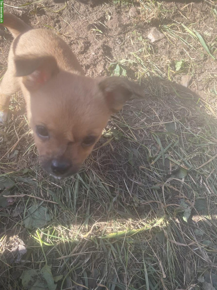 Bild 3: Rehpinscher x Papillon x Pekingnese Mischlingswelpe