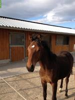 2 Auslaufboxen oder Offenstall in Schlatt TG für 2-3 Pferde