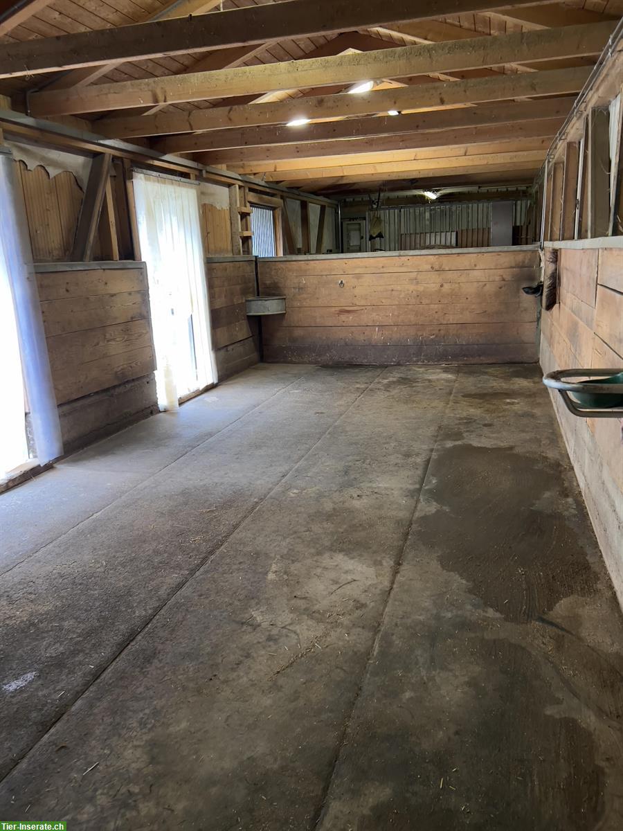 Bild 2: 2 Auslaufboxen oder Offenstall in Schlatt TG für 2-3 Pferde